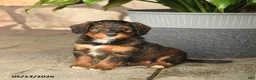 Double Doodle dogs for sale: Caramel - Ad 4