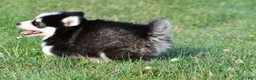 Pomsky dogs for sale: Polly - Ad 12