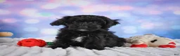 Miniature Poodle dogs for sale:  Paul - Ad 5