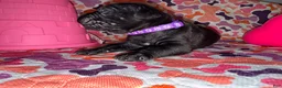 Cane Corso dogs for sale: Purple Collar Female - Ad 3