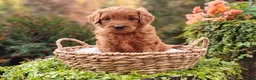 Goldendoodle dogs for sale: Nutmeg - Ad 5