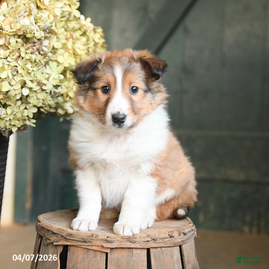 Shetland Sheepdog dogs Chase - Ad 1