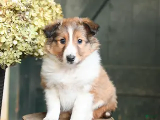 Shetland Sheepdog dogs for sale: Chase - Ad 1