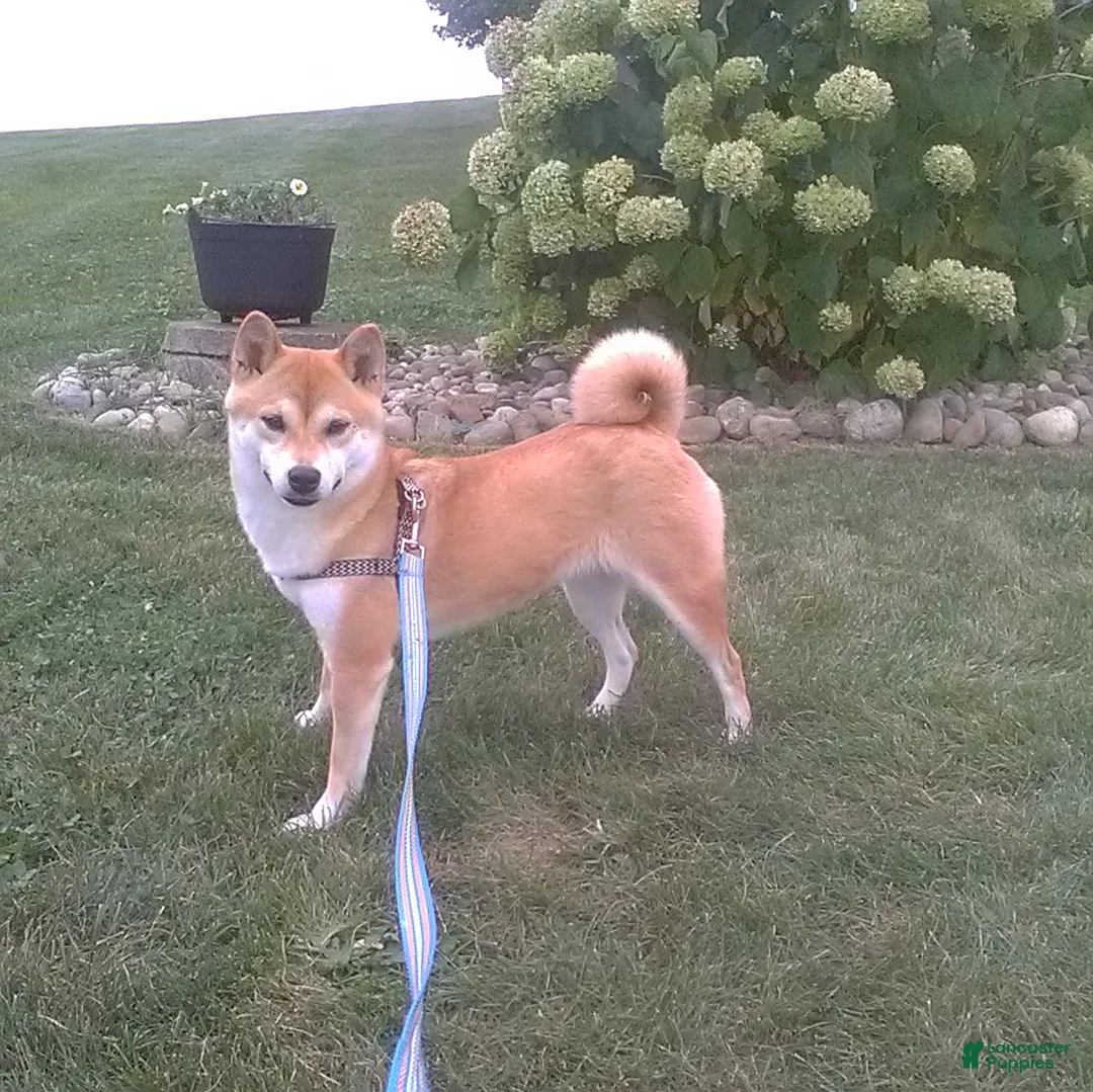Shiba Inu dogs for sale: Bonnie - Ad 6