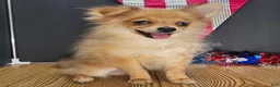 Pomeranian dogs for sale: Pepper's Long Shot - "Archer" - Ad 24