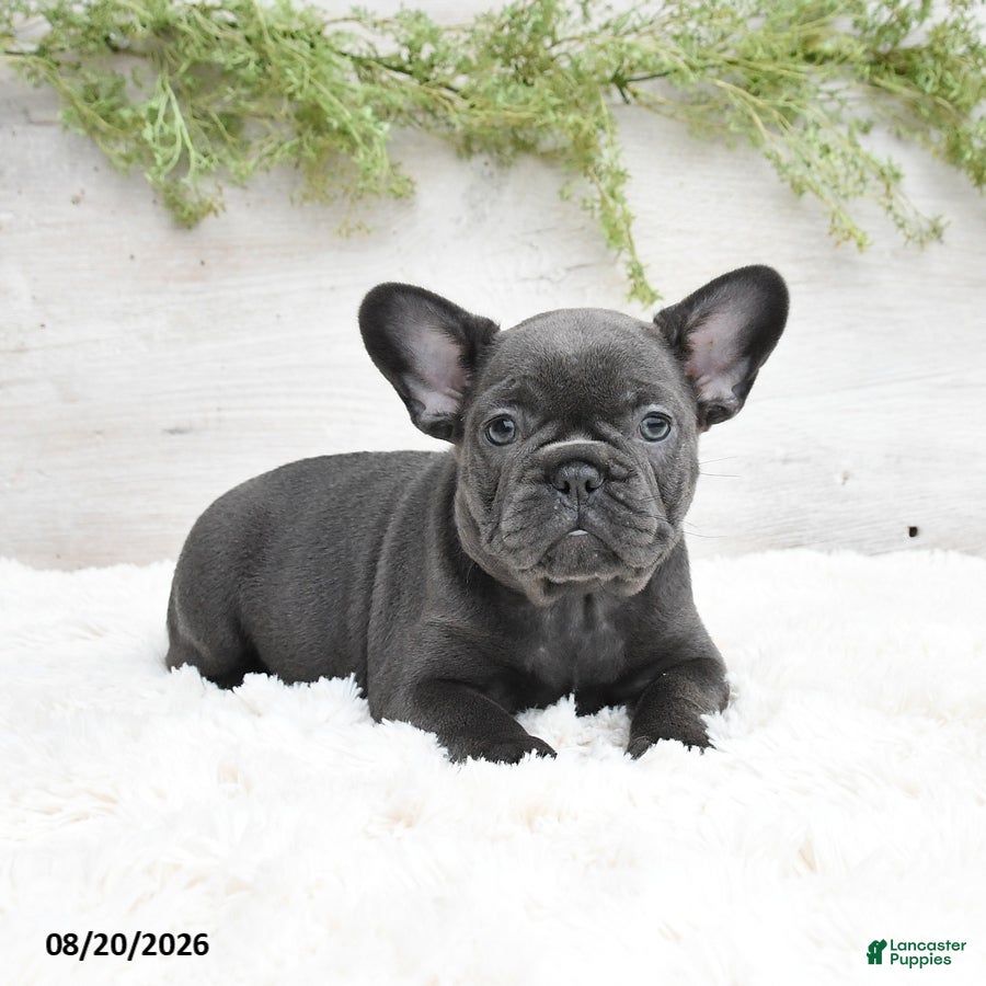 French Bulldog dogs Muffin - Ad 2