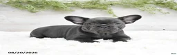 French Bulldog dogs for sale: Muffin - Ad 2