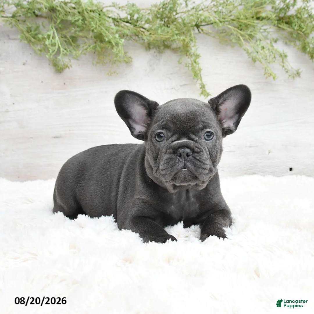 French Bulldog dogs for sale: Muffin - Ad 2