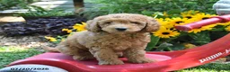 Cockapoo dogs for sale: Breeze - Ad 3
