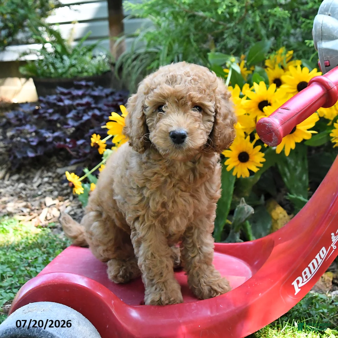 Cockapoo dogs for sale: Breeze - Ad 3
