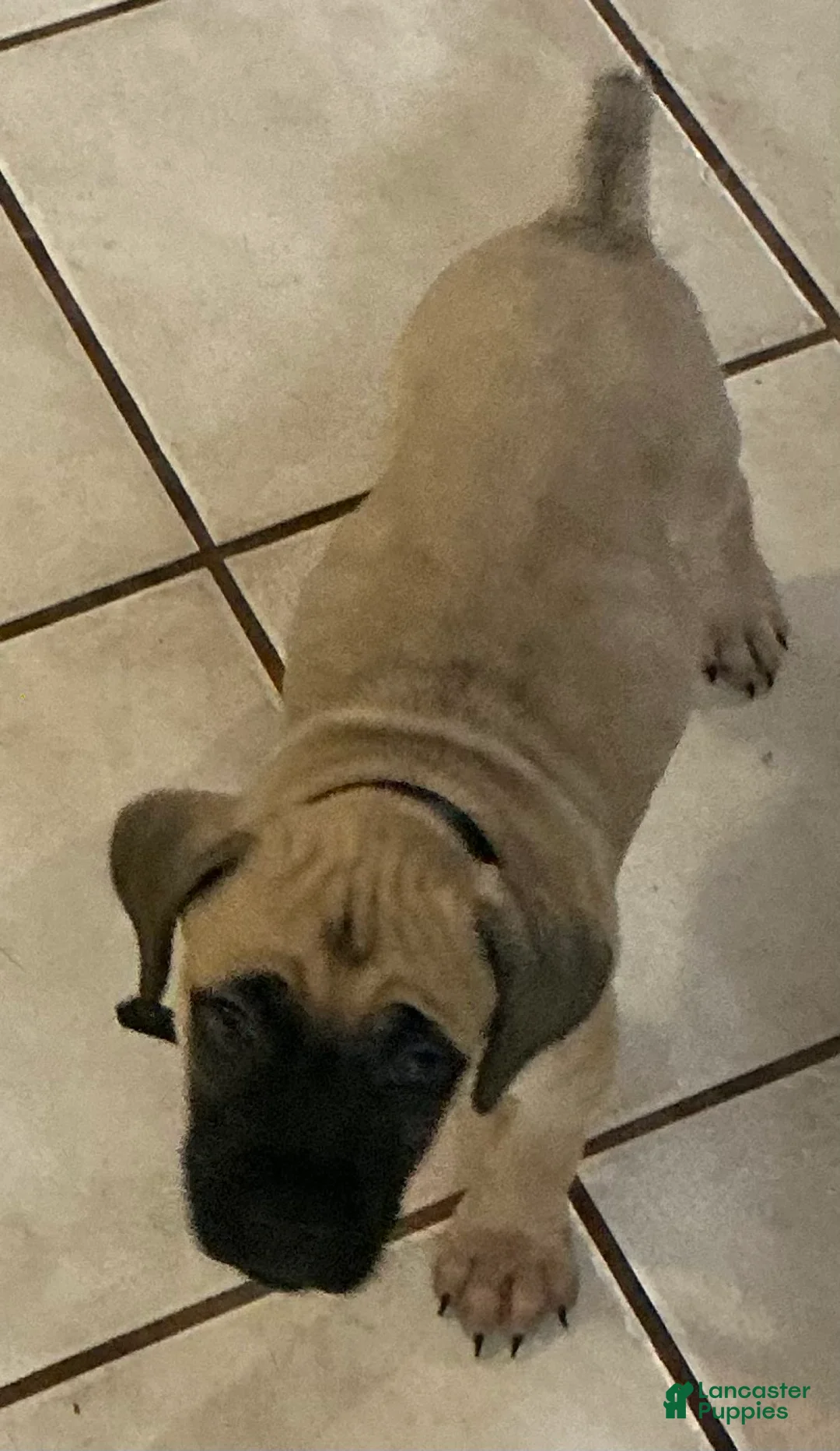 Cane Corso dogs for sale: Queen Louise  - Ad 2