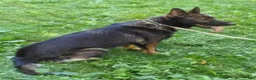 German Shepherd dogs for sale: Mo - Ad 2