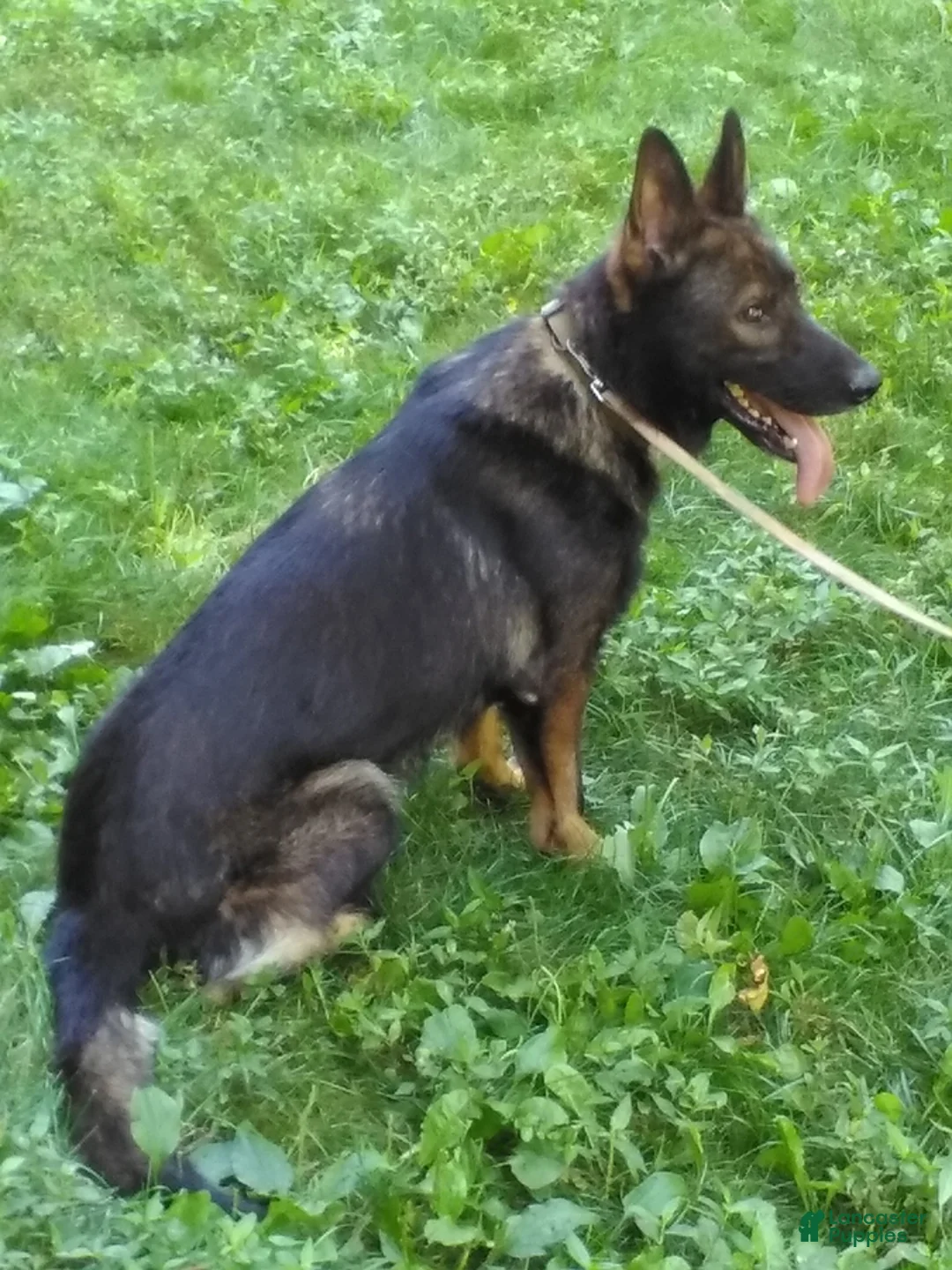 German Shepherd dogs for sale: Mo - Ad 2