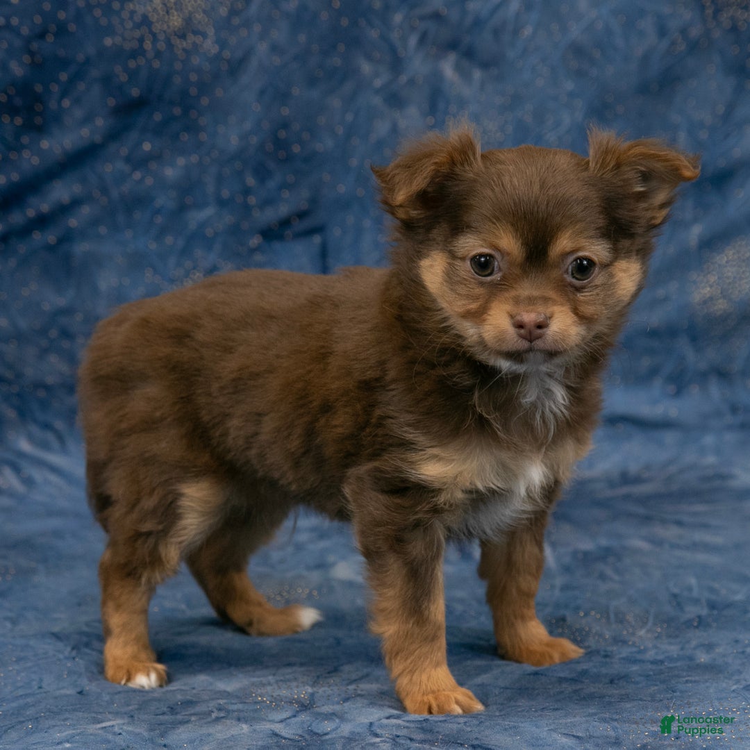 Chihuahua dogs for sale: Alex - Ad 1