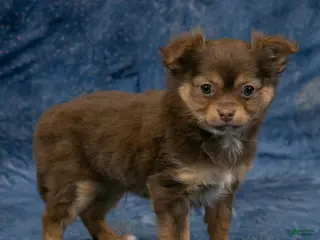 Chihuahua dogs Alex - Ad 7