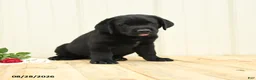Labrador Retriever dogs for sale: Ninja - Ad 3