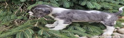 Mixed Breed dogs for sale: Rosie - Ad 10