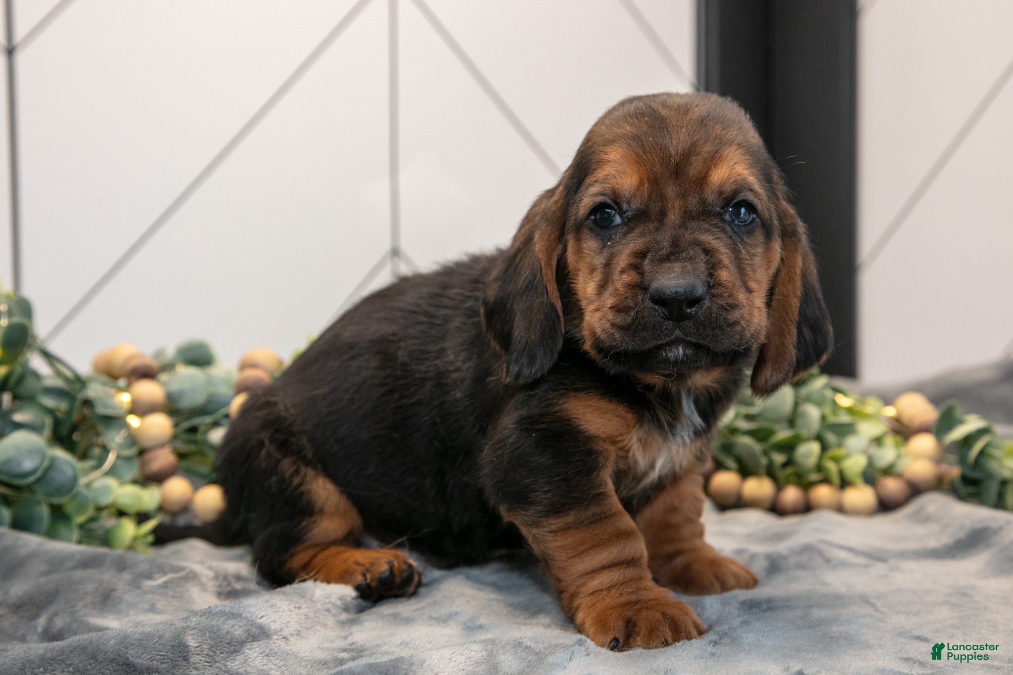 Basset Hound dogs Dawson - Ad 1