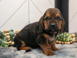 Basset Hound dogs for sale: Dawson - Ad 4