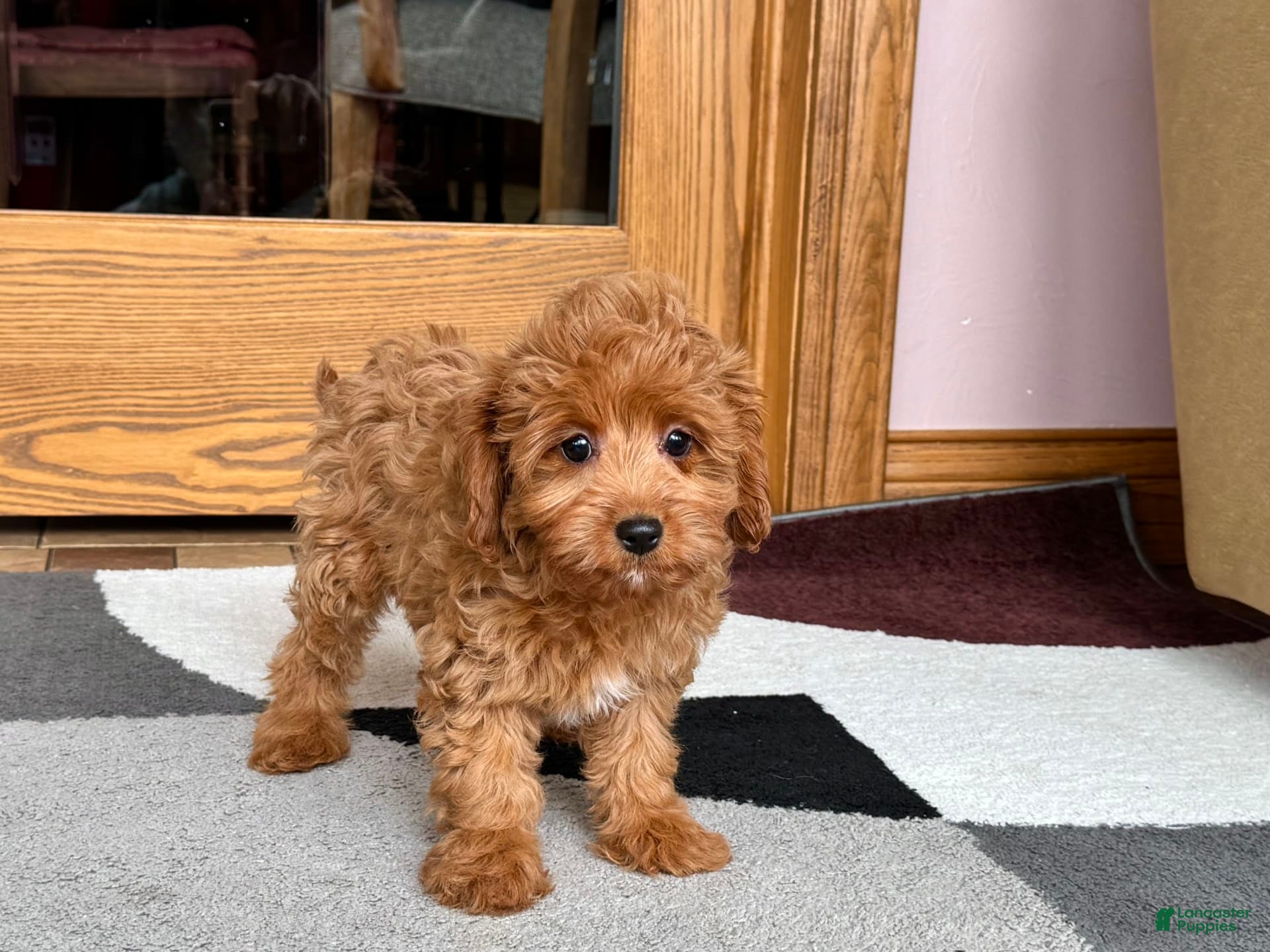 Cockapoo dogs Leona F1b - Ad 2