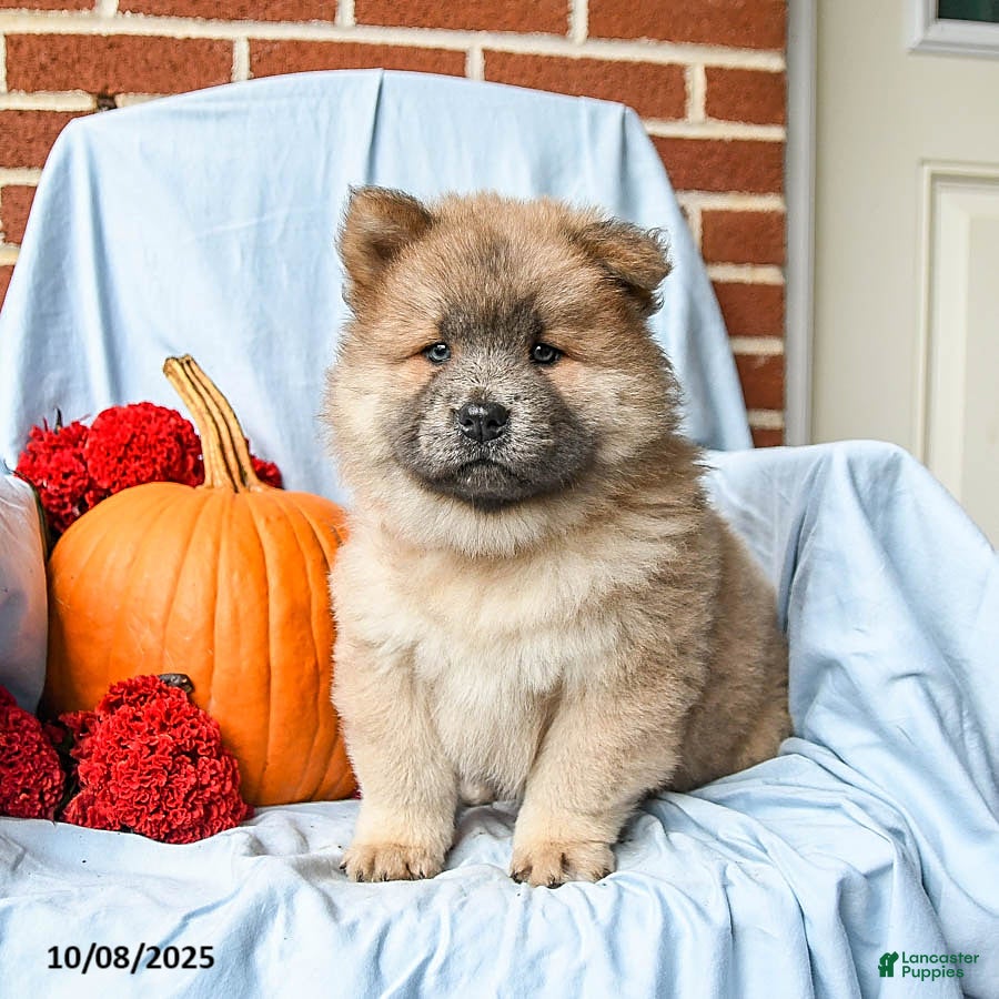 Chow Chow Puppies for sale in Pennsylvania Lancaster Puppies