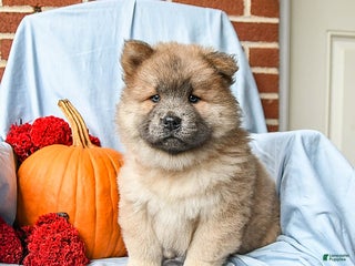 Chow Chow dogs - Ad 4