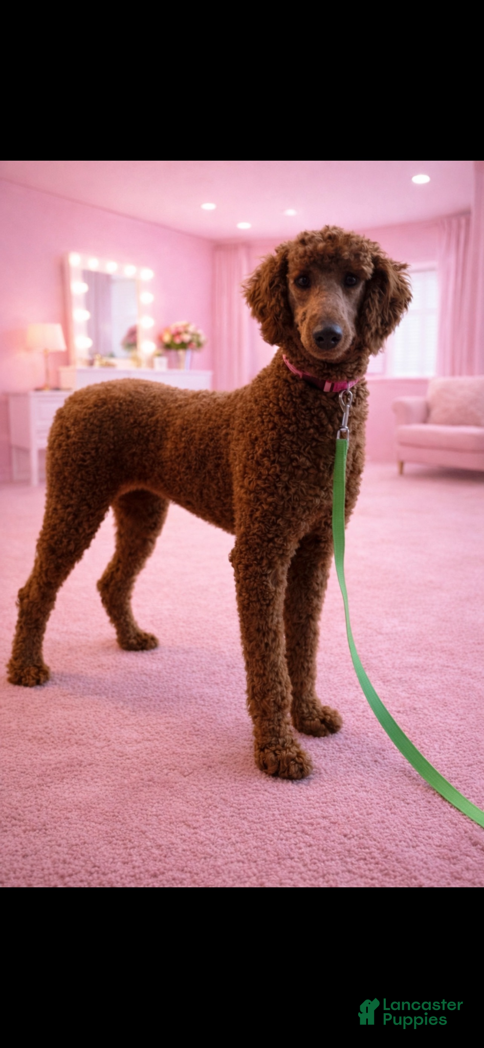 Standard Poodle dogs Akc Clear 🧬 Bred the color Red Sophie - Ad 1