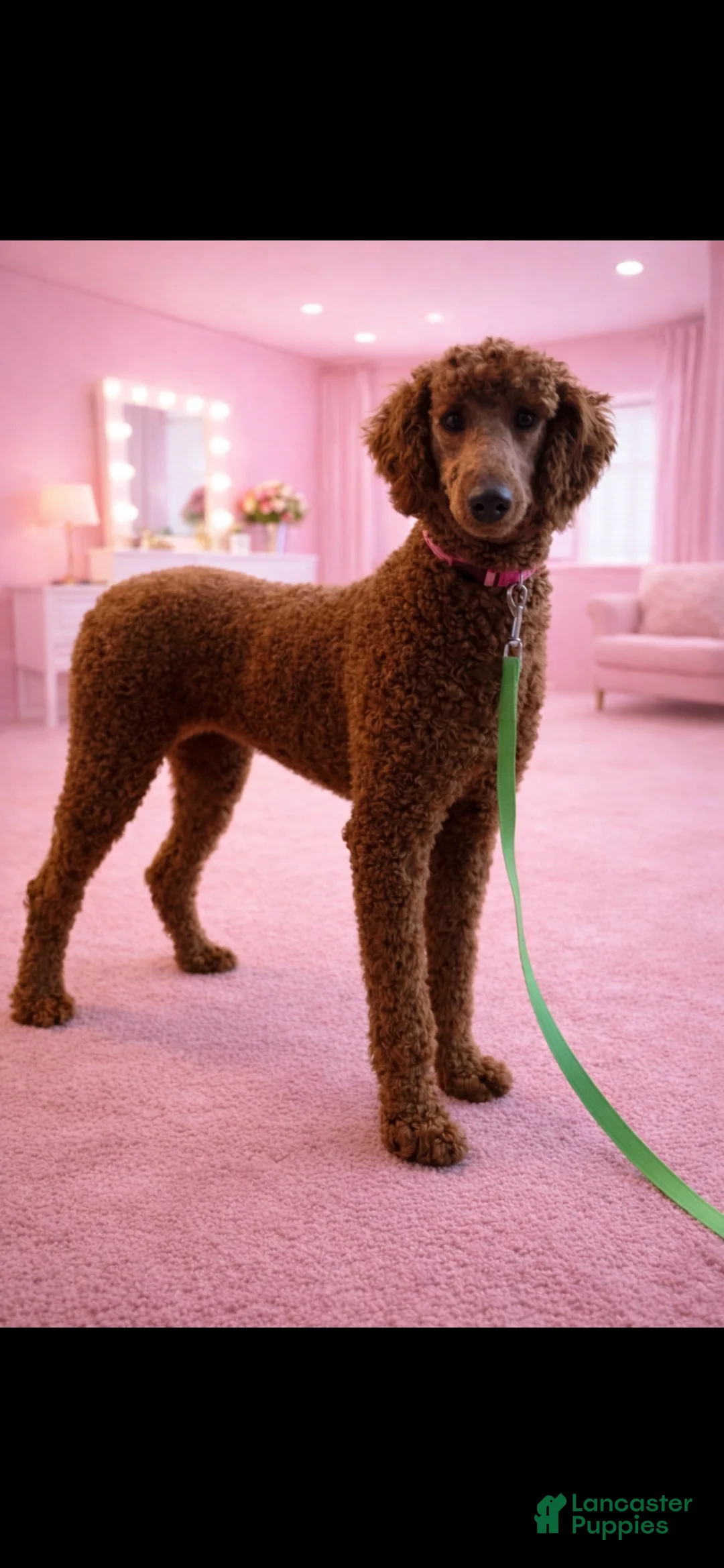 Standard Poodle dogs for sale: Akc Clear 🧬 Bred the color Red Sophie - Ad 1