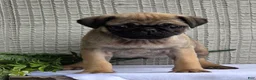 Pug dogs for sale: Baxter - Ad 6