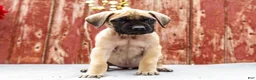 English Mastiff dogs for sale: Missy - Ad 4