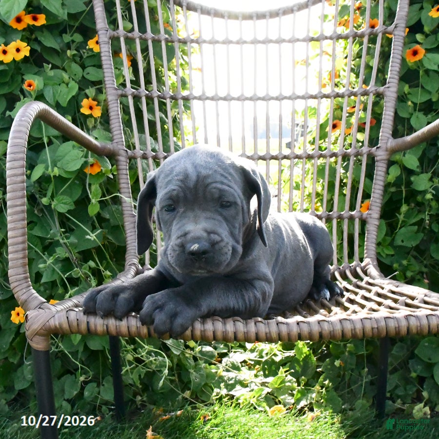 Cane Corso dogs for sale: Ace - Ad 1