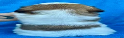 Shih Tzu dogs for sale: Bobby  - Ad 5