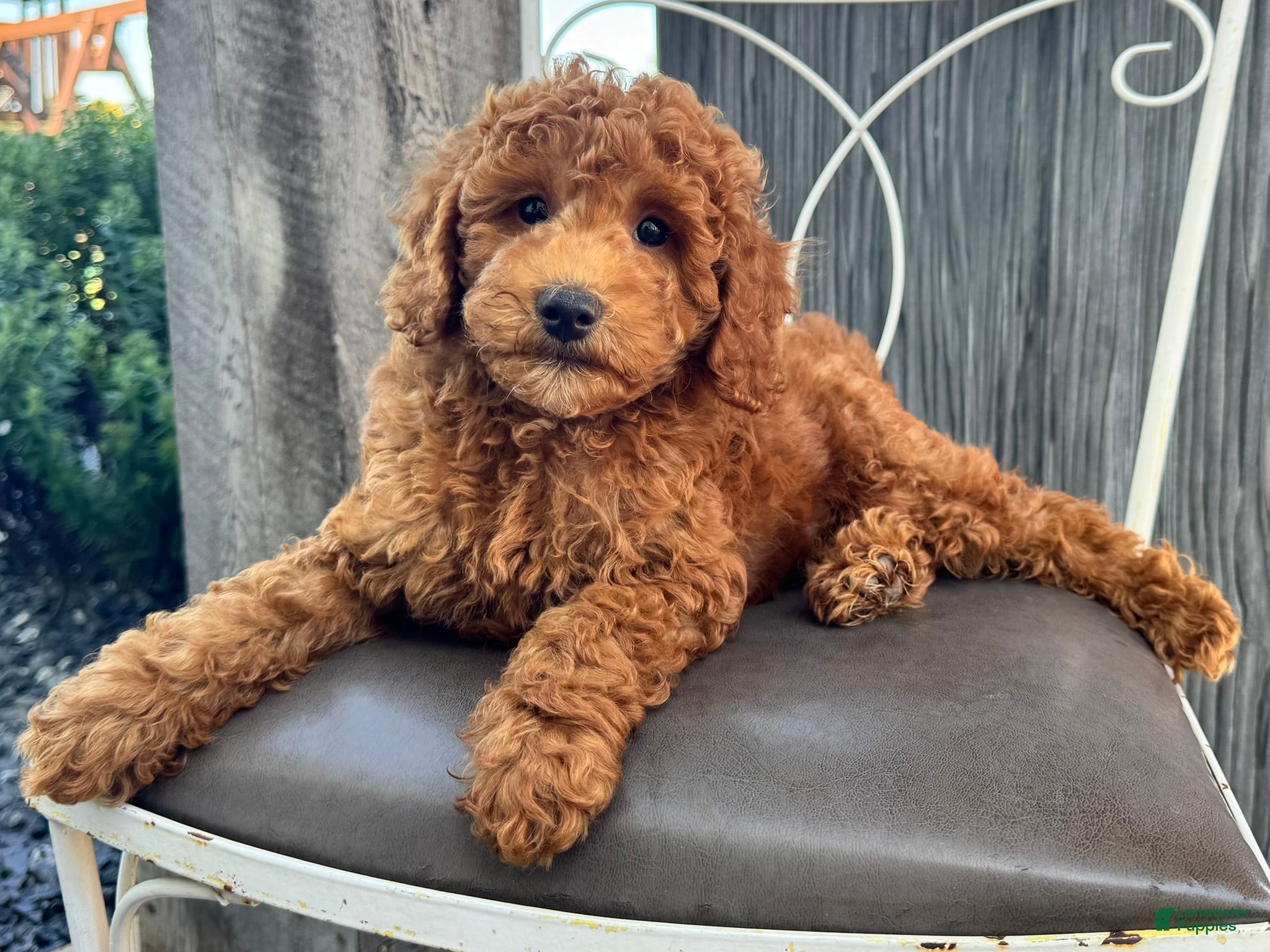 Miniature Poodle dogs Tyler - Ad 2