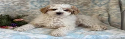 Mini Goldendoodle dogs for sale: Checkers - Ad 13