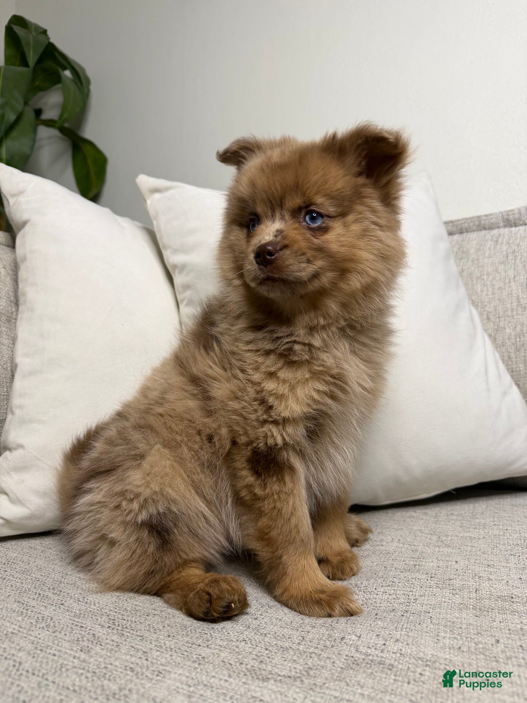 Pomsky dogs for sale: Remi - Ad 6