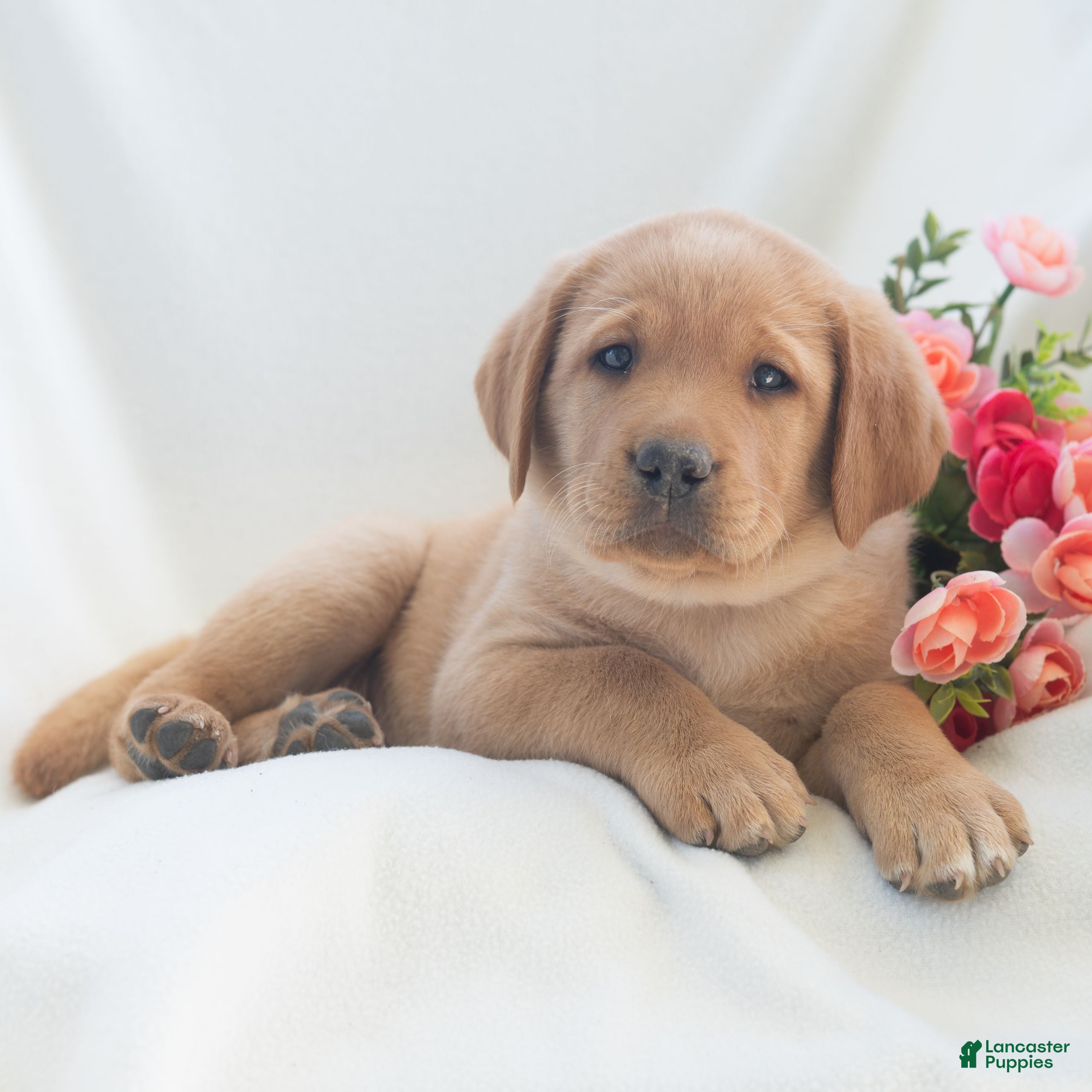 Labrador Retriever dogs Jeryl  - Ad 2
