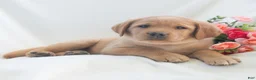 Labrador Retriever dogs for sale: Jeryl  - Ad 2