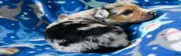 Miniature Australian Shepherd dogs for sale: Miniature Australian Shepherd 3 - Ad 10