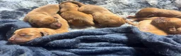 Dogue De Bordeaux dogs for sale: Dogue De Bordeaux Puppy 5 - Ad 70