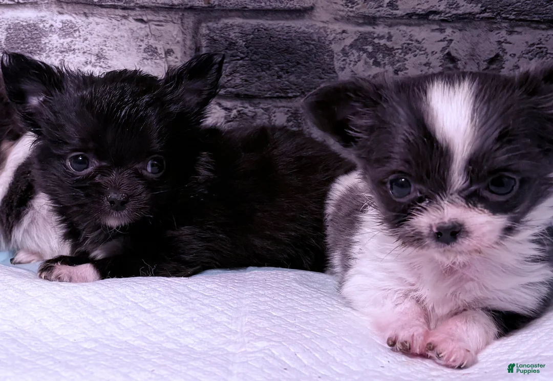 Chihuahua dogs for sale:  Fuzz-E - Ad 2