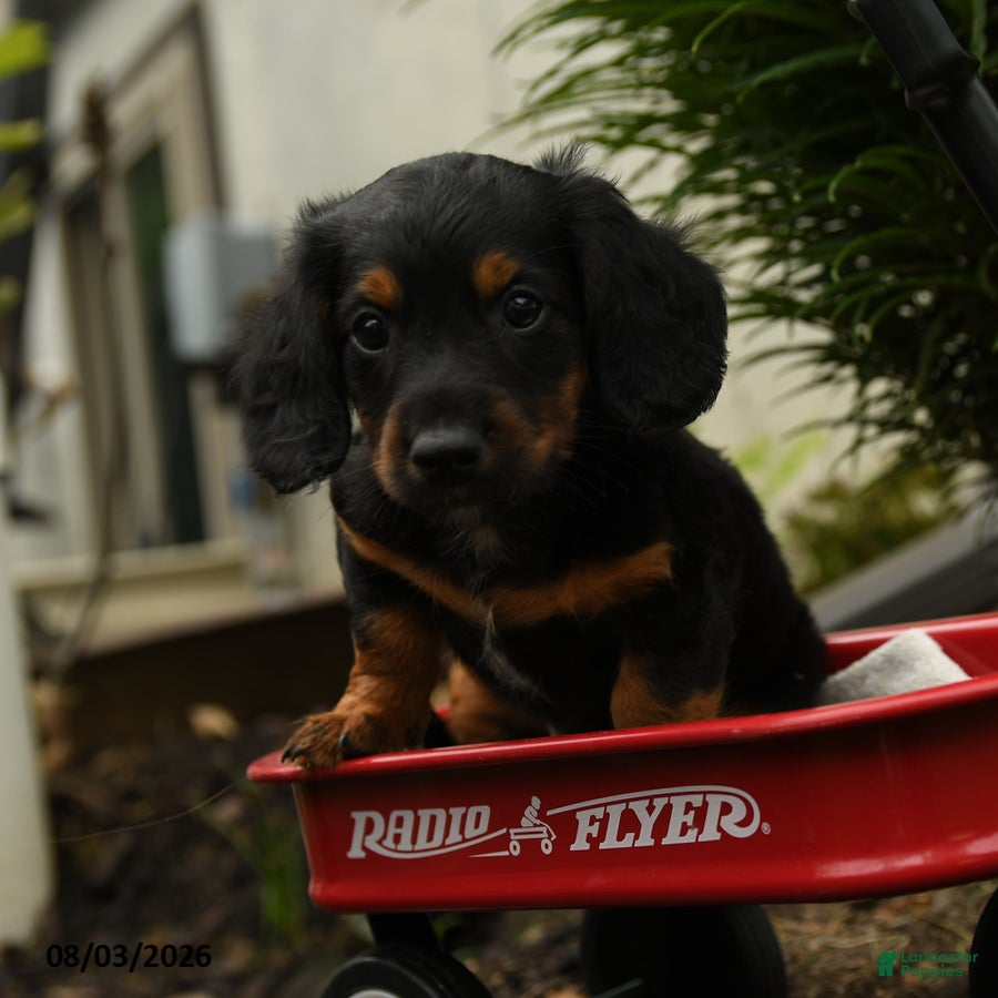 Mixed Breed dogs Apollo - Ad 1