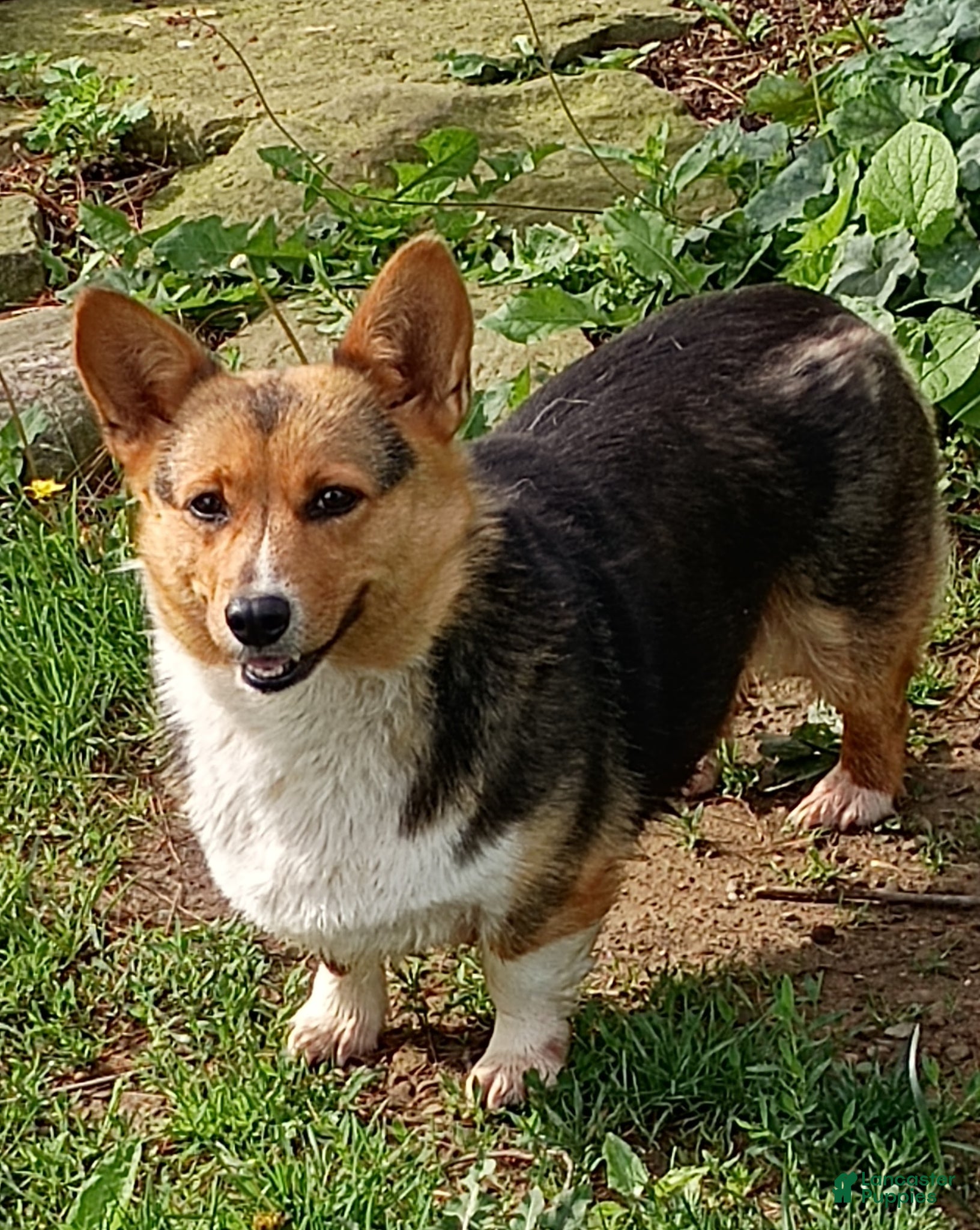 Welsh Corgi Pembroke dogs Welsh Corgi Pembroke Puppy 1 - Ad 2
