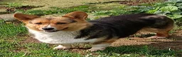 Welsh Corgi Pembroke dogs for sale: Welsh Corgi Pembroke Puppy 1 - Ad 2