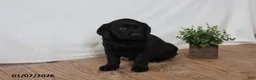 Labrador Retriever dogs for sale: Pansy - Ad 7