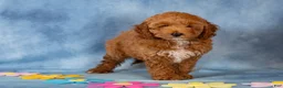 Cockapoo dogs for sale: Petunia - Ad 4