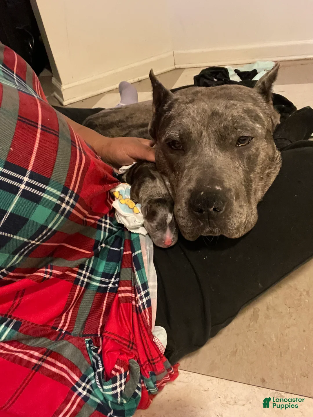 Gallery Image {{count}}