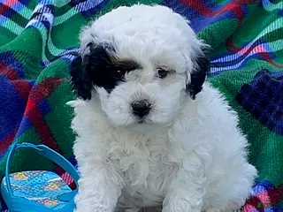Cavapoo dogs for sale: Fritz - Ad 4