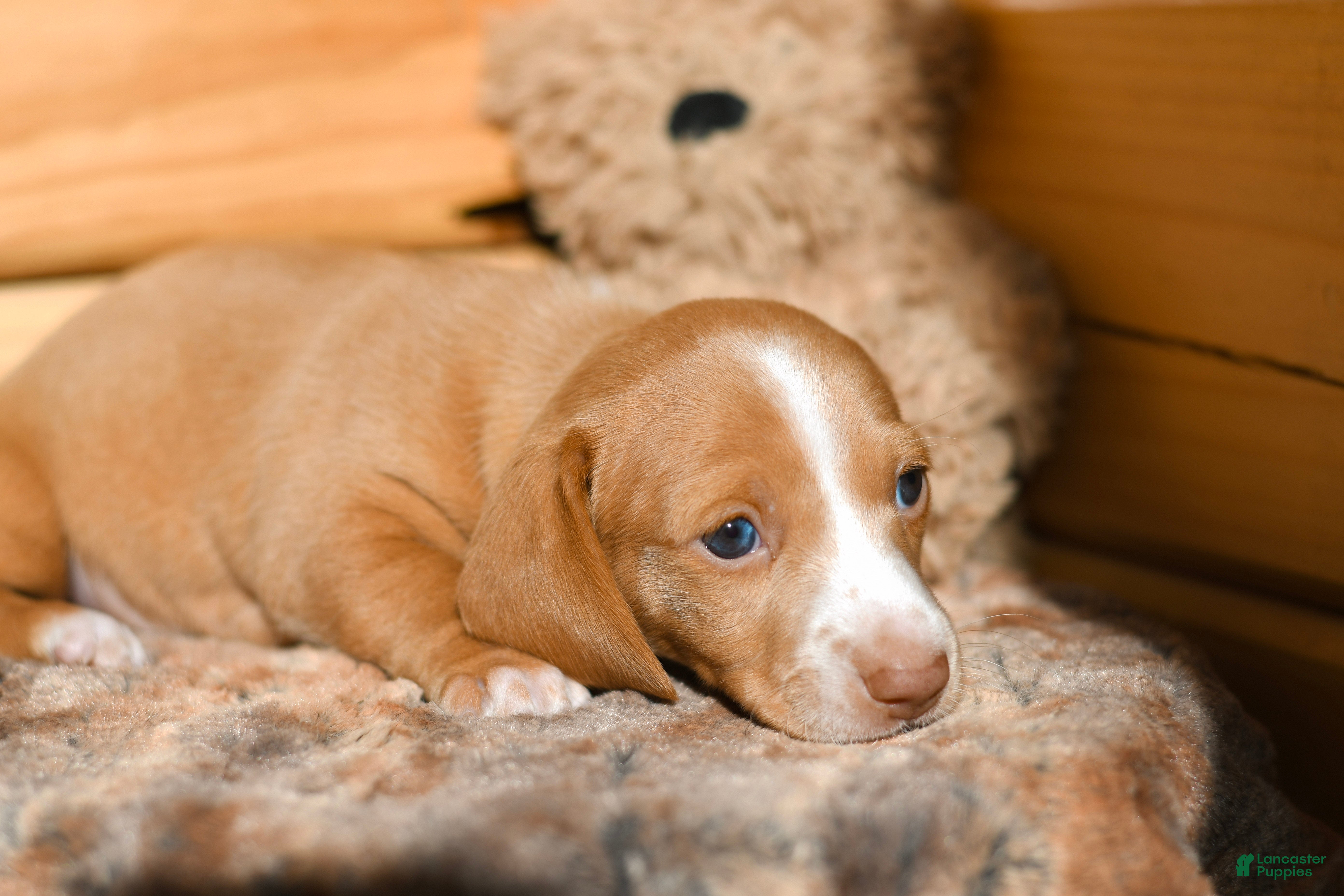 Dachshund dogs Autumn - Ad 42