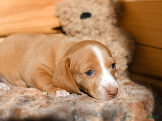 Dachshund dogs Autumn - Ad 22