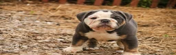 Mixed Breed dogs for sale: Duke Victorian Bulldog - Ad 7
